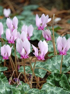Cyclamen hederifolium.jpg
